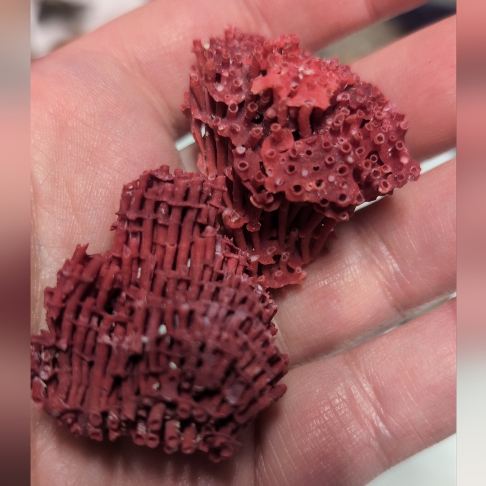 Red Coral Specimens